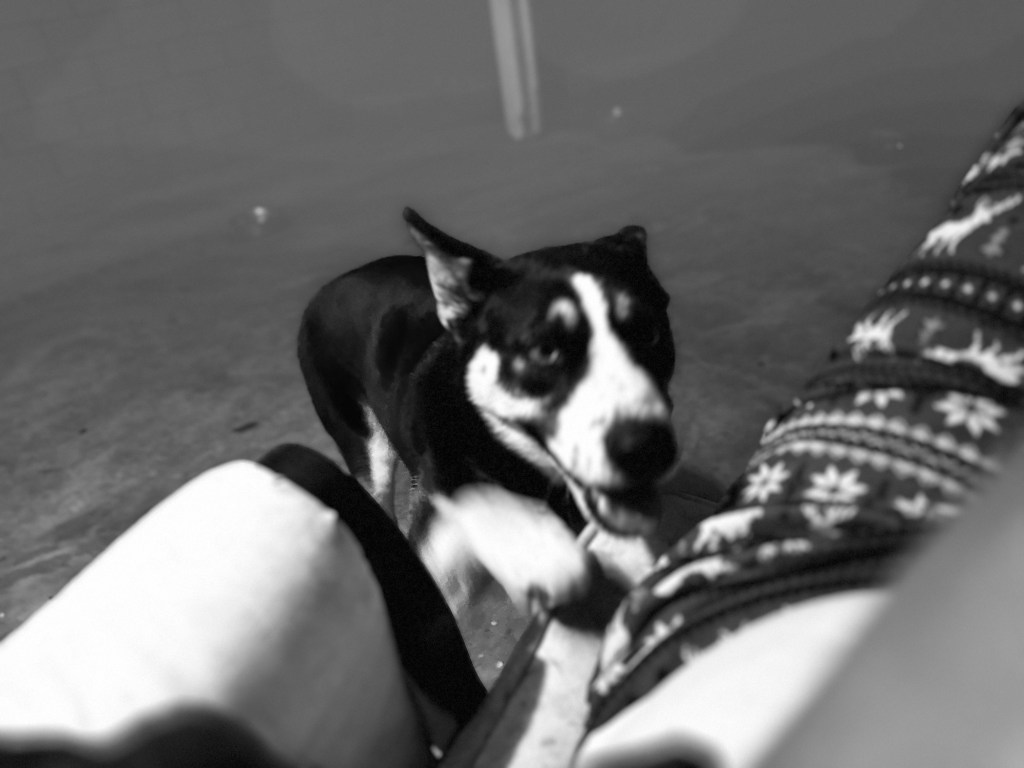 A Heartfelt Letter to Delilah: The Wondrous Wishes of a Pet&nbsp;Parent